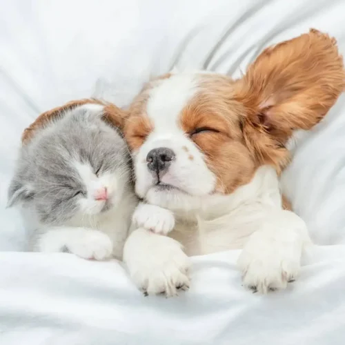 Cat and dog sleeping in bed.